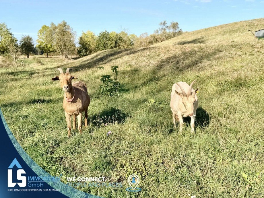 Natur pur Doppelhaush�lfte Hohenberg-Krusemark